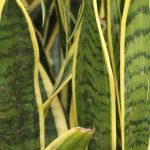 Pocos lo saben: qué significa que una lengua de suegra tenga hojas secas