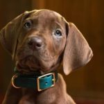 Netflix cambió para siempre a Scooby-Doo: así luce el famoso perro en su nueva serie
