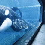 Liberen a Willy: todo lo que se sabe del regreso del clásico filme con la orca que fue un éxito en todo el mundo