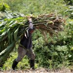Pedro, agricultor de 50 años con 600 hectáreas: “Muevo 400.000 euros al mes con márgenes reducidos”