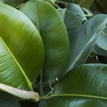 Del olivo al ficus: los mejores árboles más elegantes para plantar en una maceta